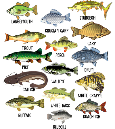 Fish Identified DTF (direct-to-film) Transfer