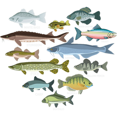 Fish of all Sizes DTF (direct-to-film) Transfer