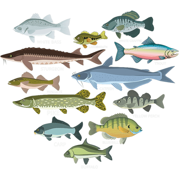 Fish of all Sizes DTF (direct-to-film) Transfer
