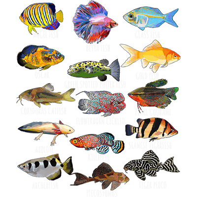 Fish of all Types DTF (direct-to-film) Transfer